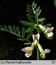 Vicia pannonica (wyka pannońska)