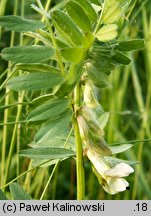 Vicia pannonica (wyka pannońska)