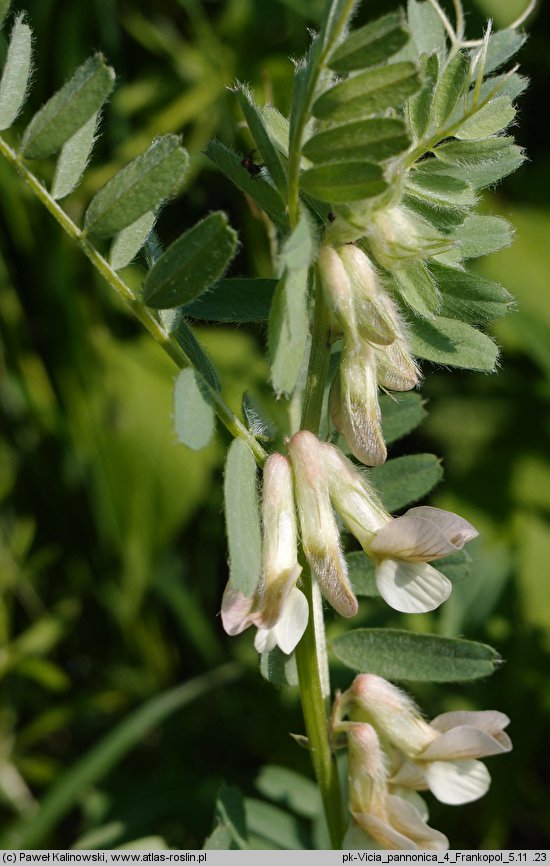 Vicia pannonica (wyka pannońska)