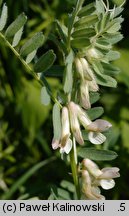 Vicia pannonica (wyka pannońska)