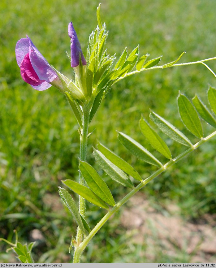 Vicia sativa ssp. sativa (wyka siewna typowa)