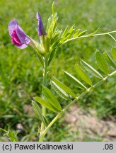 Vicia sativa ssp. sativa (wyka siewna typowa)