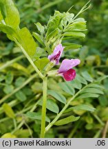 Vicia sativa ssp. sativa (wyka siewna typowa)