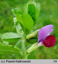 Vicia sativa ssp. sativa (wyka siewna typowa)