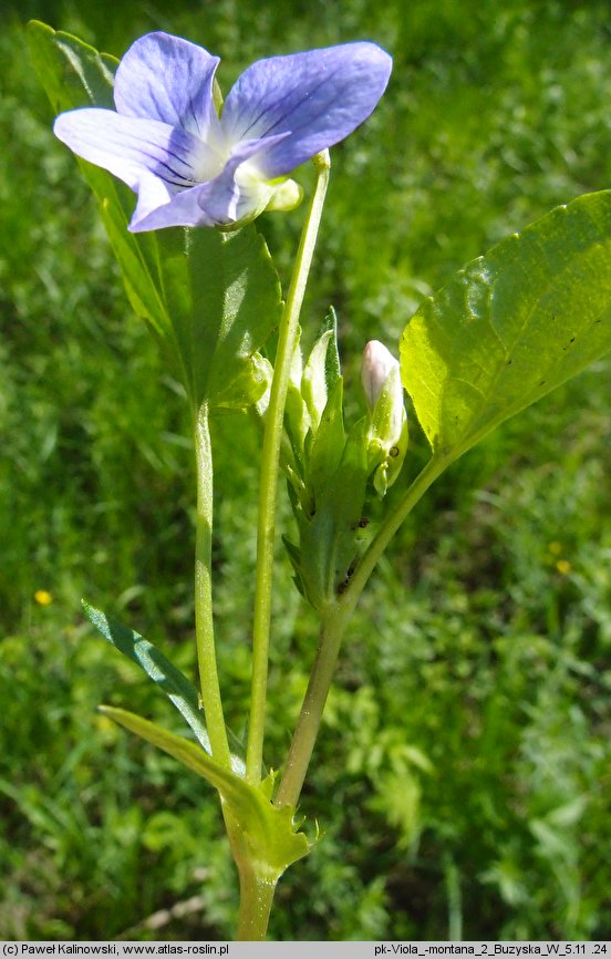 Viola montana (fiołek nibypsi)