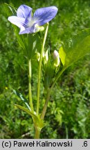 Viola montana (fiołek nibypsi)