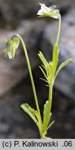 Viola kitaibeliana (fiołek Kitaibela)