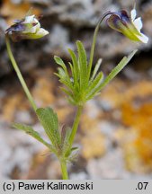 Viola kitaibeliana (fiołek Kitaibela)