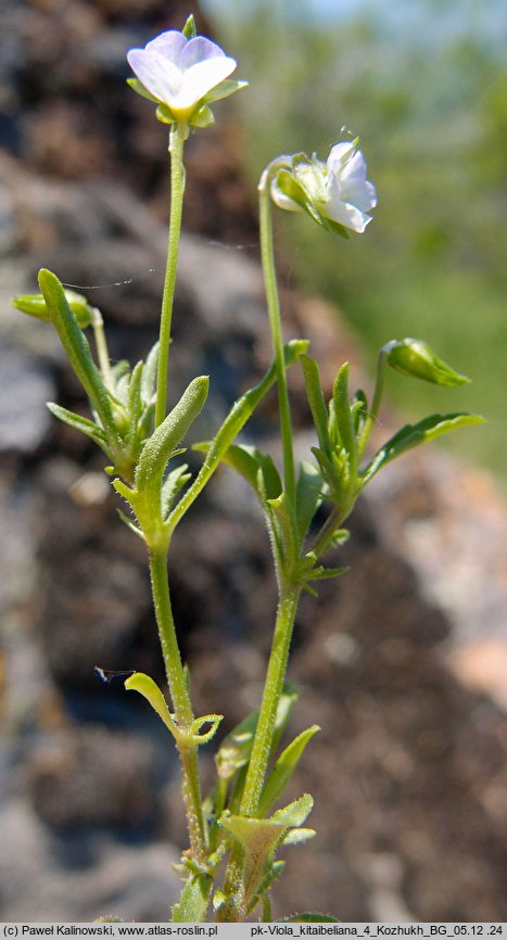 Viola kitaibeliana (fiołek Kitaibela)