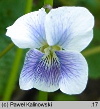 Viola obliqua (fiołek łąkowy)