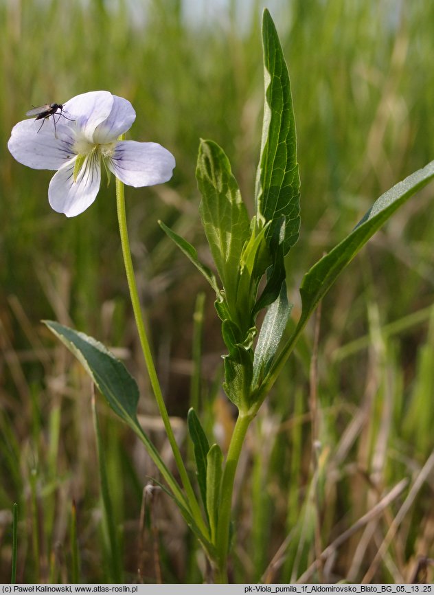 Viola pumila (fiołek drobny)