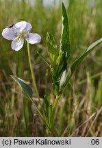 Viola pumila (fiołek drobny)