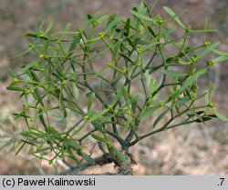 Viscum album ssp. austriacum (jemioła pospolita rozpierzchła)