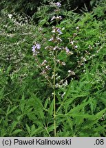 Vitex agnus-castus (niepokalanek pospolity)