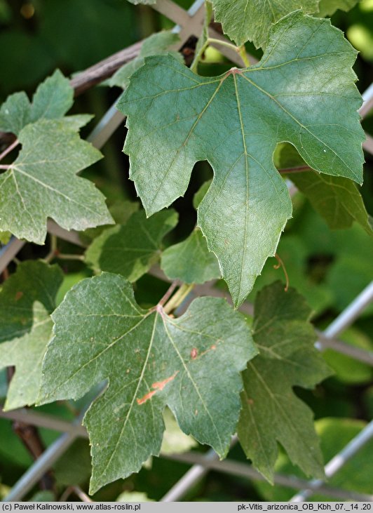 Vitis arizonica (winorośl arizońska)