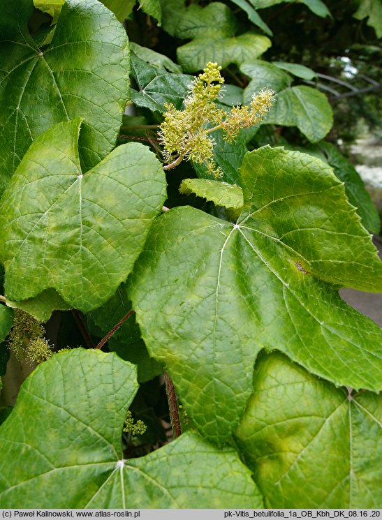 Vitis betulifolia