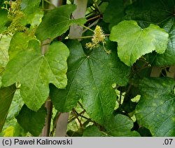 Vitis betulifolia