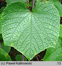 Vitis coignetiae (winorośl japońska)