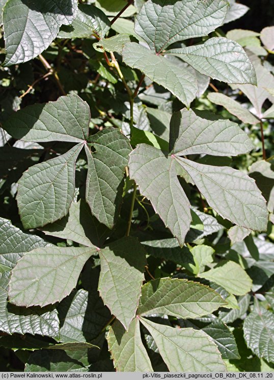 Vitis piasezkii