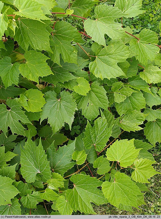 Vitis riparia (winorośl pachnąca)