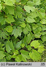 Vitis riparia (winorośl pachnąca)