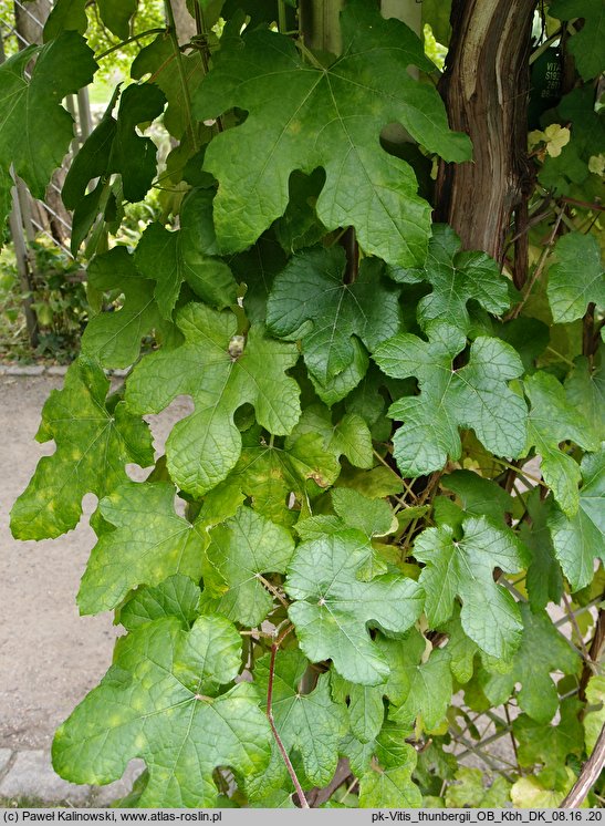 Vitis thunbergii (winorośl figolistna)