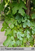 Vitis thunbergii (winorośl figolistna)