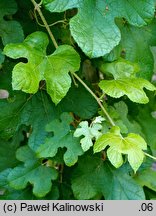 Vitis thunbergii (winorośl figolistna)