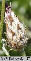 Volutaria lippii (wolutaria Lippa)