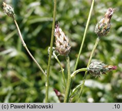 Volutaria lippii (wolutaria Lippa)