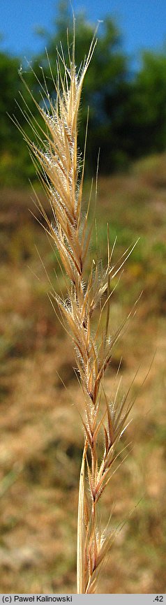 Vulpia ciliata (wulpia orzęsiona)