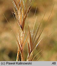 Vulpia ciliata (wulpia orzęsiona)