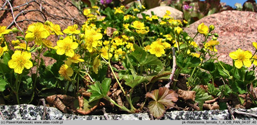 Waldsteinia ternata (pragnia syberyjska)