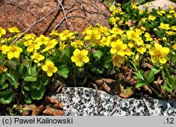 Waldsteinia ternata (pragnia syberyjska)