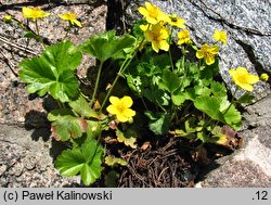 Waldsteinia ternata (pragnia syberyjska)