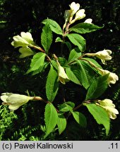 Weigela maximowiczii (krzewuszka Maksymowicza)