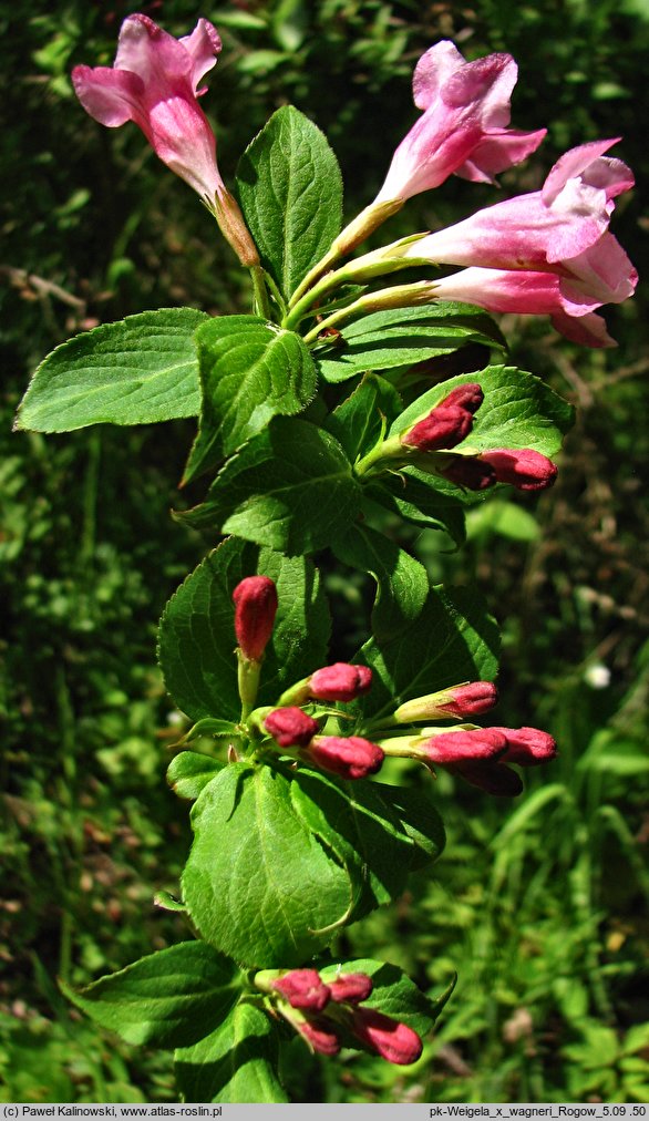 Weigela ×wagneri