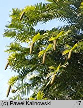 Wollemia nobilis (wolemia szlachetna)