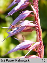 Wulfeniopsis amherstiana