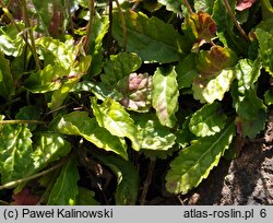 Wulfeniopsis amherstiana