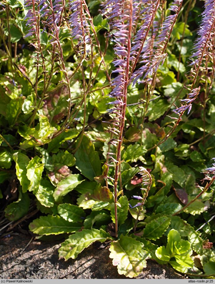 Wulfeniopsis amherstiana