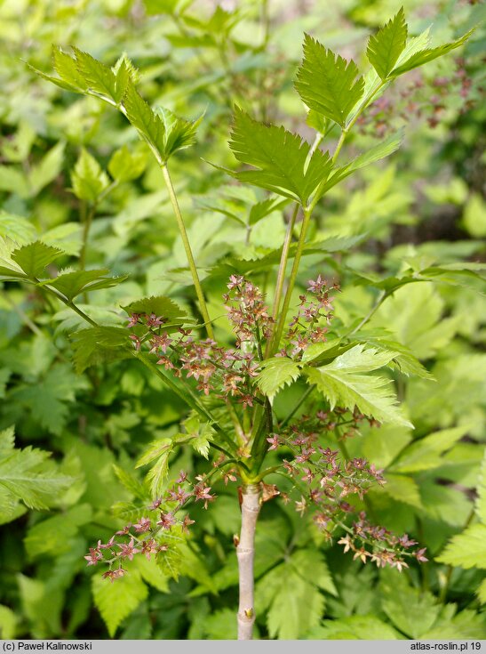 Xanthorhiza simplicissima (żółtnik)