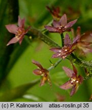 Xanthorhiza simplicissima (żółtnik)