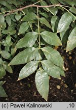 Zanthoxylum americanum (żółtodrzew amerykański)