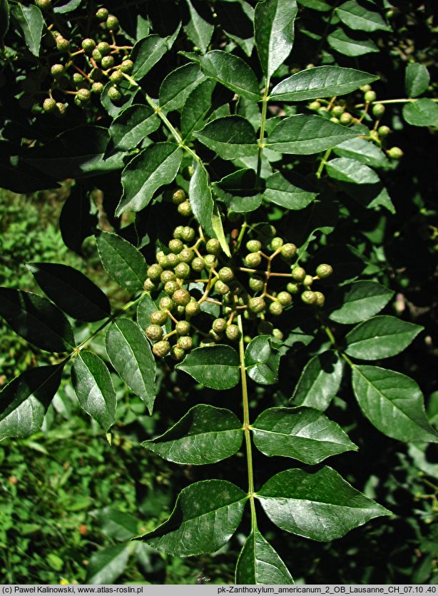 Zanthoxylum americanum (żółtodrzew amerykański)