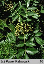 Zanthoxylum americanum (żółtodrzew amerykański)