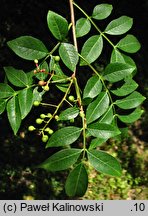 Zanthoxylum bungeanum