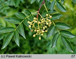 Zanthoxylum bungeanum