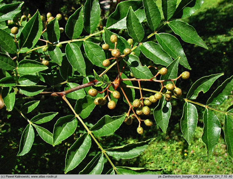 Zanthoxylum bungeanum