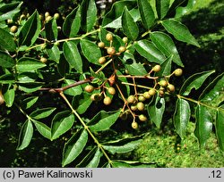 Zanthoxylum bungeanum